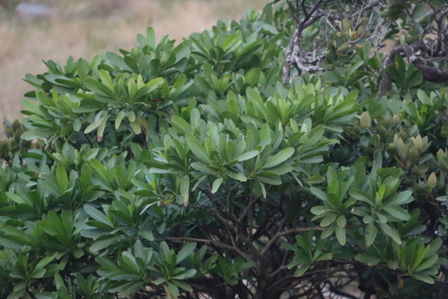 Image of Voacanga thouarsii by (c) Tony Rebelo, some rights reserved (CC BY-SA)