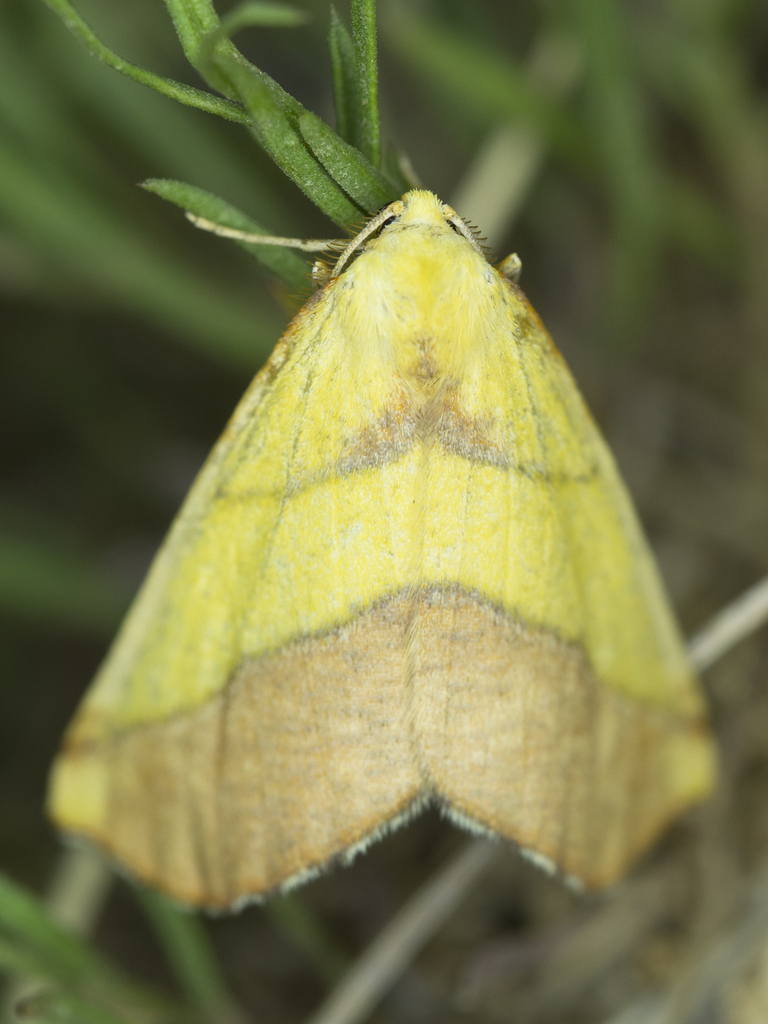 Sharp-lined Yellow