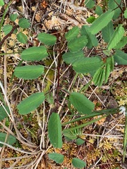 Sanguisorba officinalis