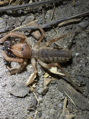 Eremobatidae