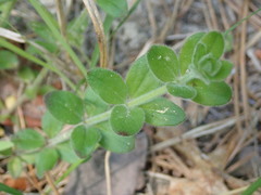 Galium pilosum