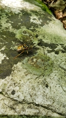 Spilomyia alcimus