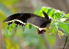 Papilio polytes cyrus