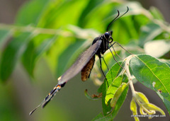 Papilio polytes cyrus