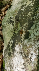 Spilomyia alcimus