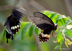 Papilio polytes cyrus