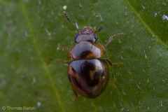 Agathidium maculosum