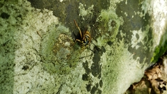 Spilomyia alcimus
