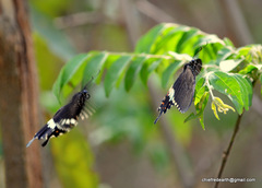 Papilio polytes cyrus