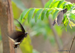 Papilio polytes cyrus