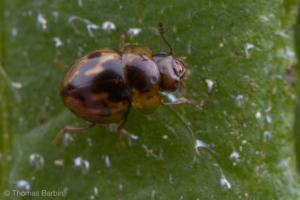 Agathidium maculosum