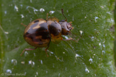 Agathidium maculosum