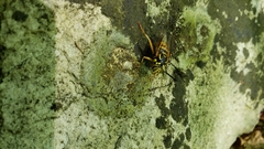 Spilomyia alcimus