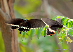 Papilio polytes cyrus