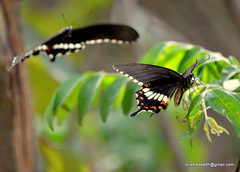 Papilio polytes cyrus