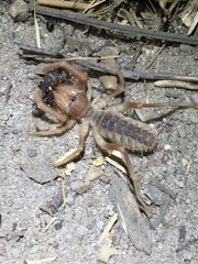 Eremobatidae