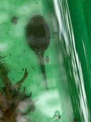 Bufo bufo