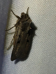 Parabagrotis formalis