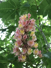 Aesculus × carnea