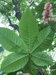Aesculus × carnea
