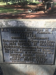 Copaifera langsdorffii