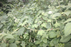 Geranium aculeolatum