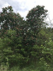 Aesculus × carnea