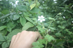 Geranium aculeolatum