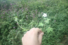 Geranium aculeolatum