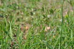 Bromus squarrosus