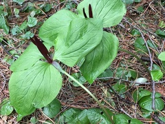 Trillium angustipetalum