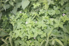 Geranium arabicum subsp. arabicum image