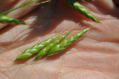 Bromus squarrosus