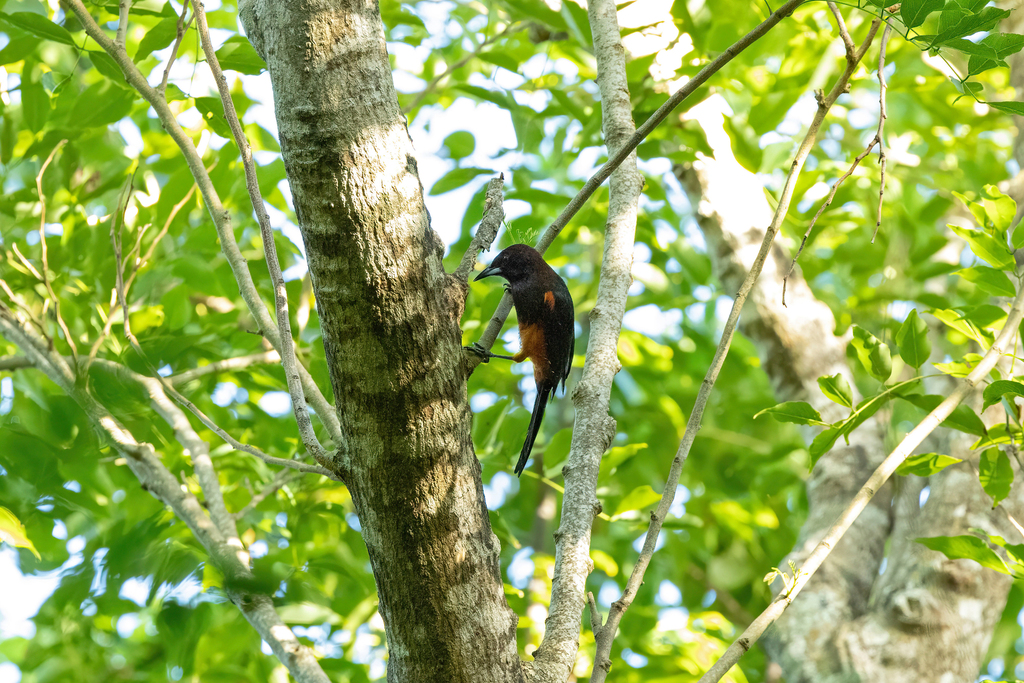 Martinique Oriole