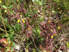 Melampyrum sylvaticum
