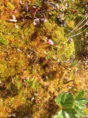 Vaccinium microcarpum