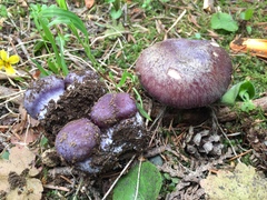 Cortinarius subolivascens