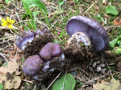 Cortinarius subolivascens