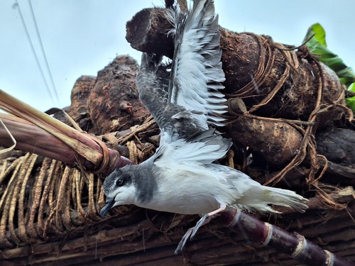 Collared Petrel (Pterodroma brevipes)