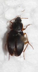 Calathus opaculus