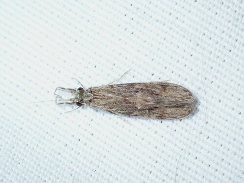 Ashy Long-horned Caddisfly photo 4