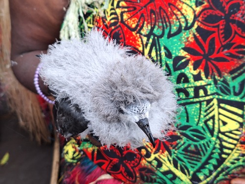 Collared Petrel (Pterodroma brevipes), photo 7