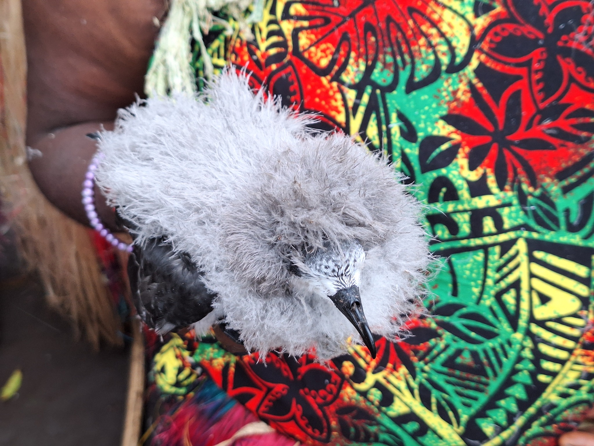 Collared Petrel (Pterodroma brevipes), photo 7