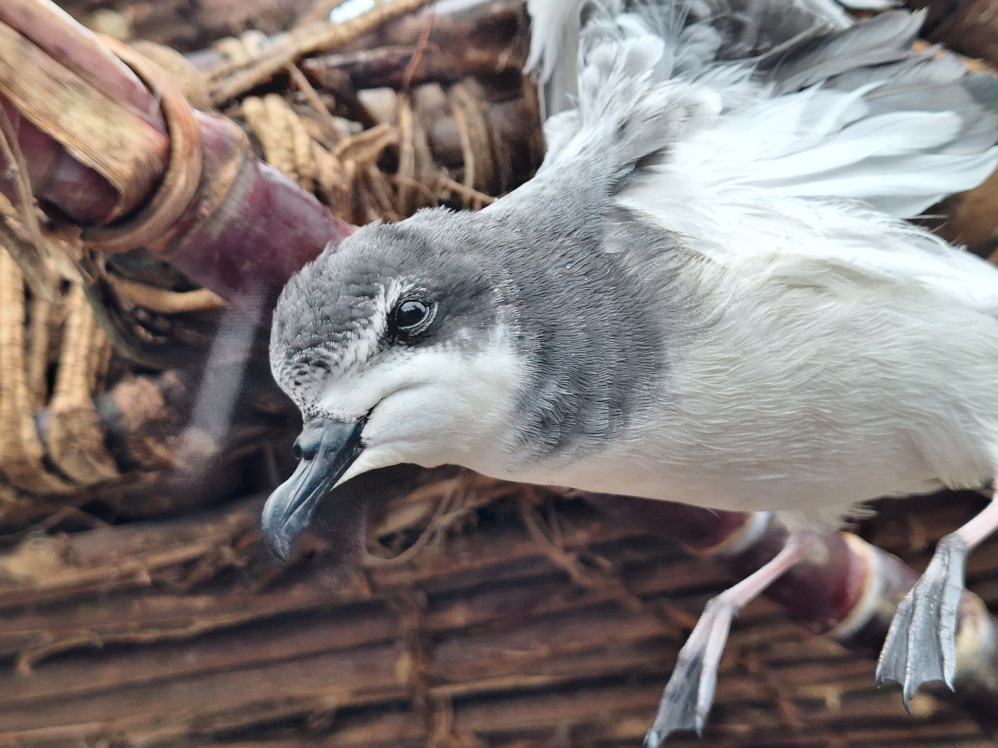 Collared Petrel (Pterodroma brevipes), photo 2