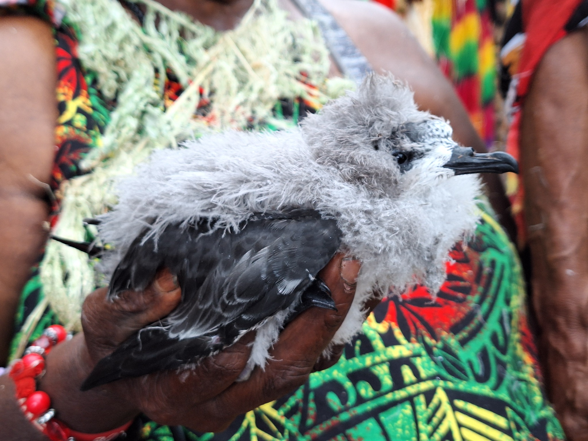 Collared Petrel (Pterodroma brevipes), photo 6