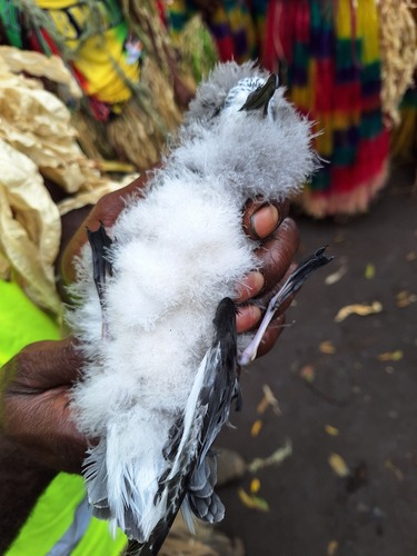Collared Petrel (Pterodroma brevipes), photo 10