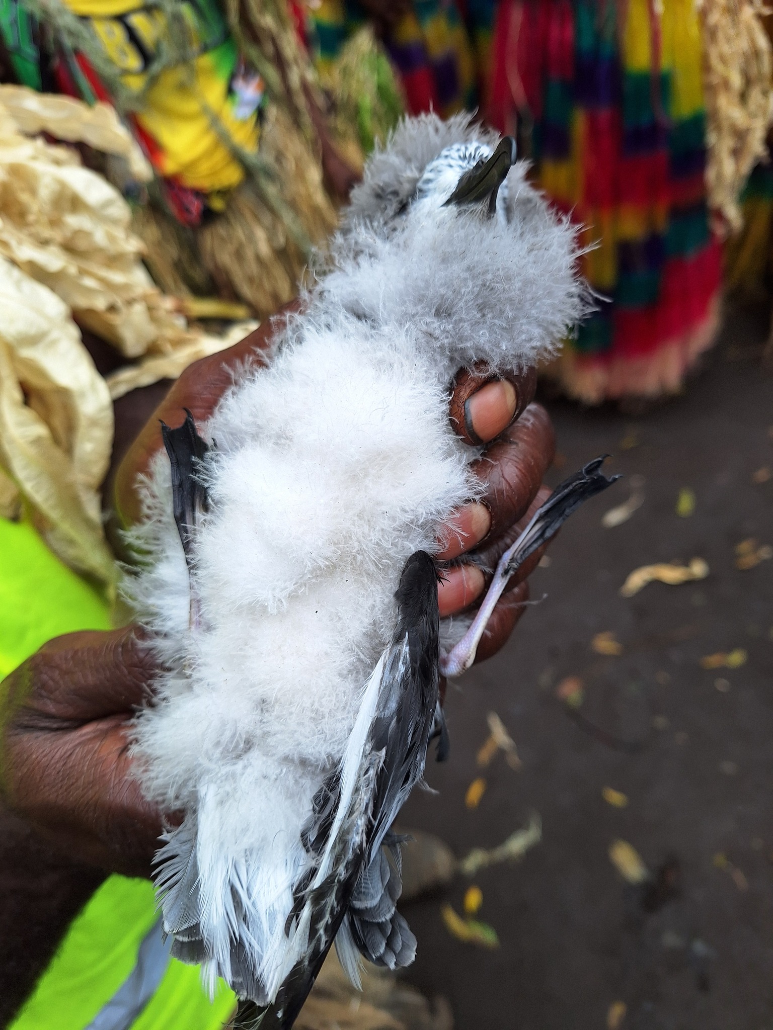 Collared Petrel (Pterodroma brevipes), photo 10