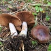 Cortinarius bridgei - Photo (c) Drew Parker, some rights reserved (CC BY-NC), uploaded by Drew Parker