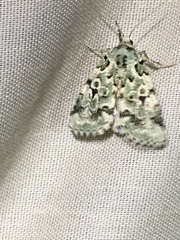 Bryolymnia viridata