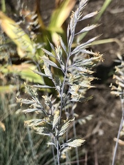 Festuca glauca